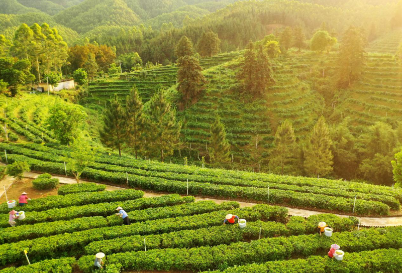 图为全球最大的博彩平台
黄亚山茶业茶园.png