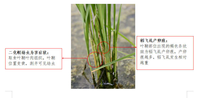 晚稻分蘖期病虫防控建议